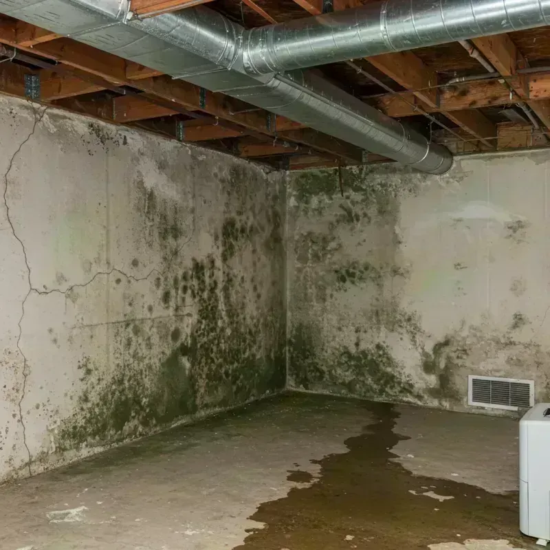 Professional Mold Removal in Glenville, CT